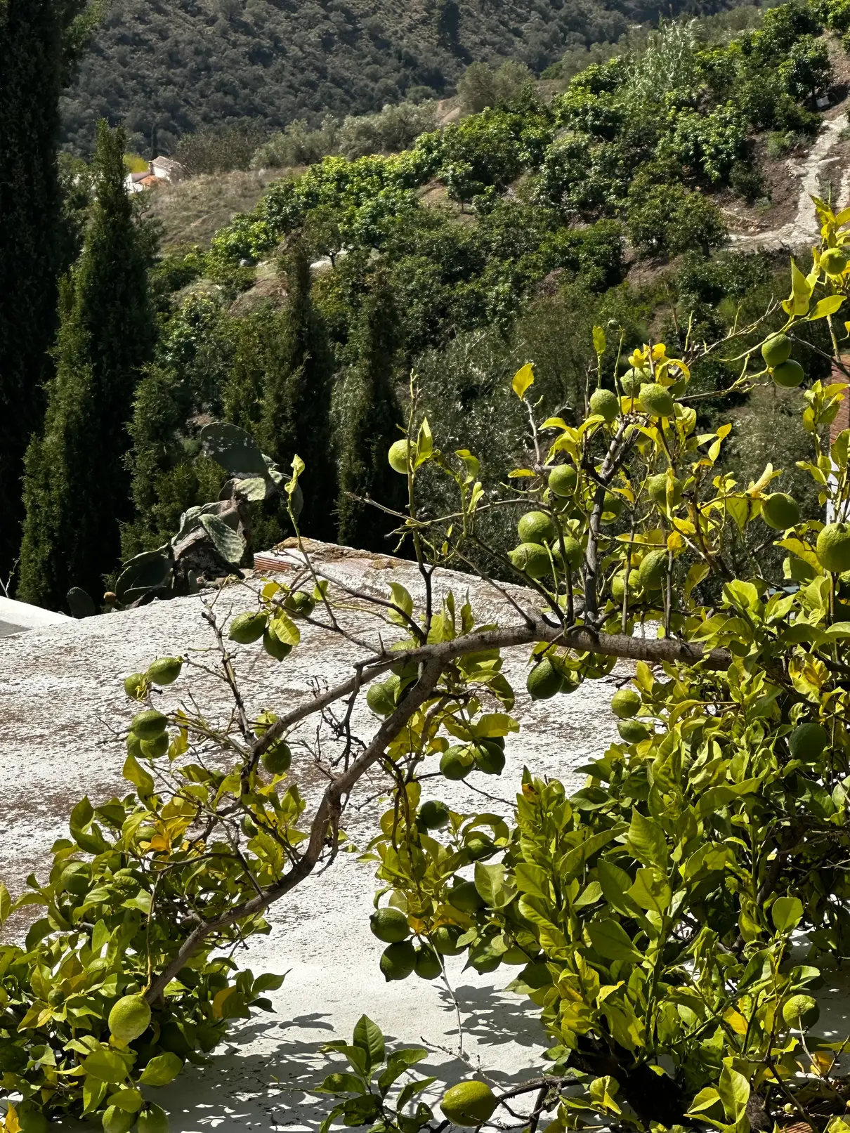 Citron verts d'Espagne / Green spanish lemons 